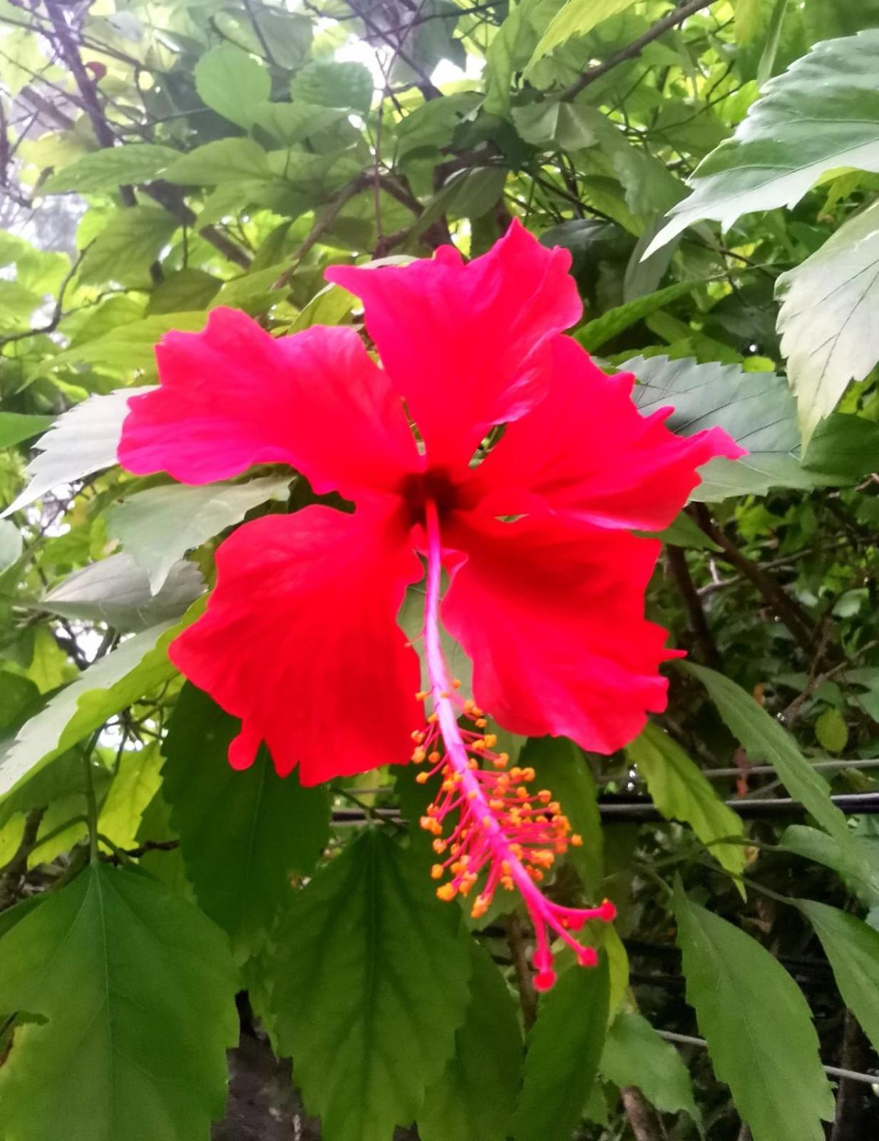 Villa Exotic House Gili Meno Exterior foto